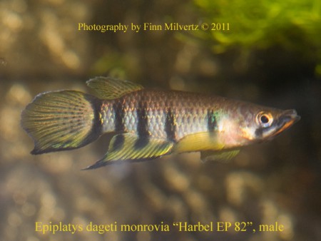 Dageti Monroviae (Harbel)
